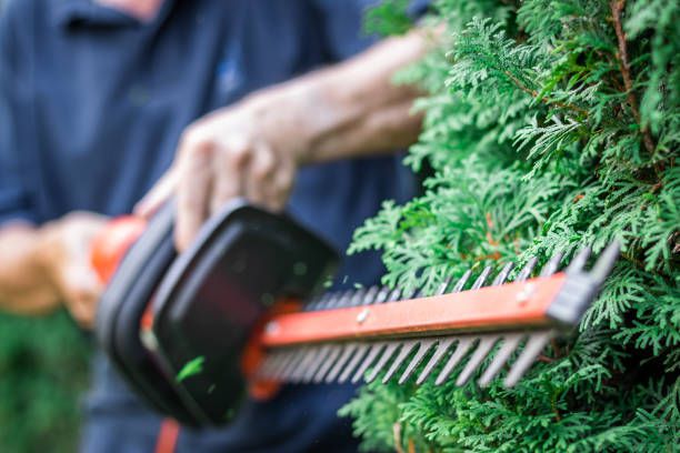 Electric Hedge Trimmers in Gardening